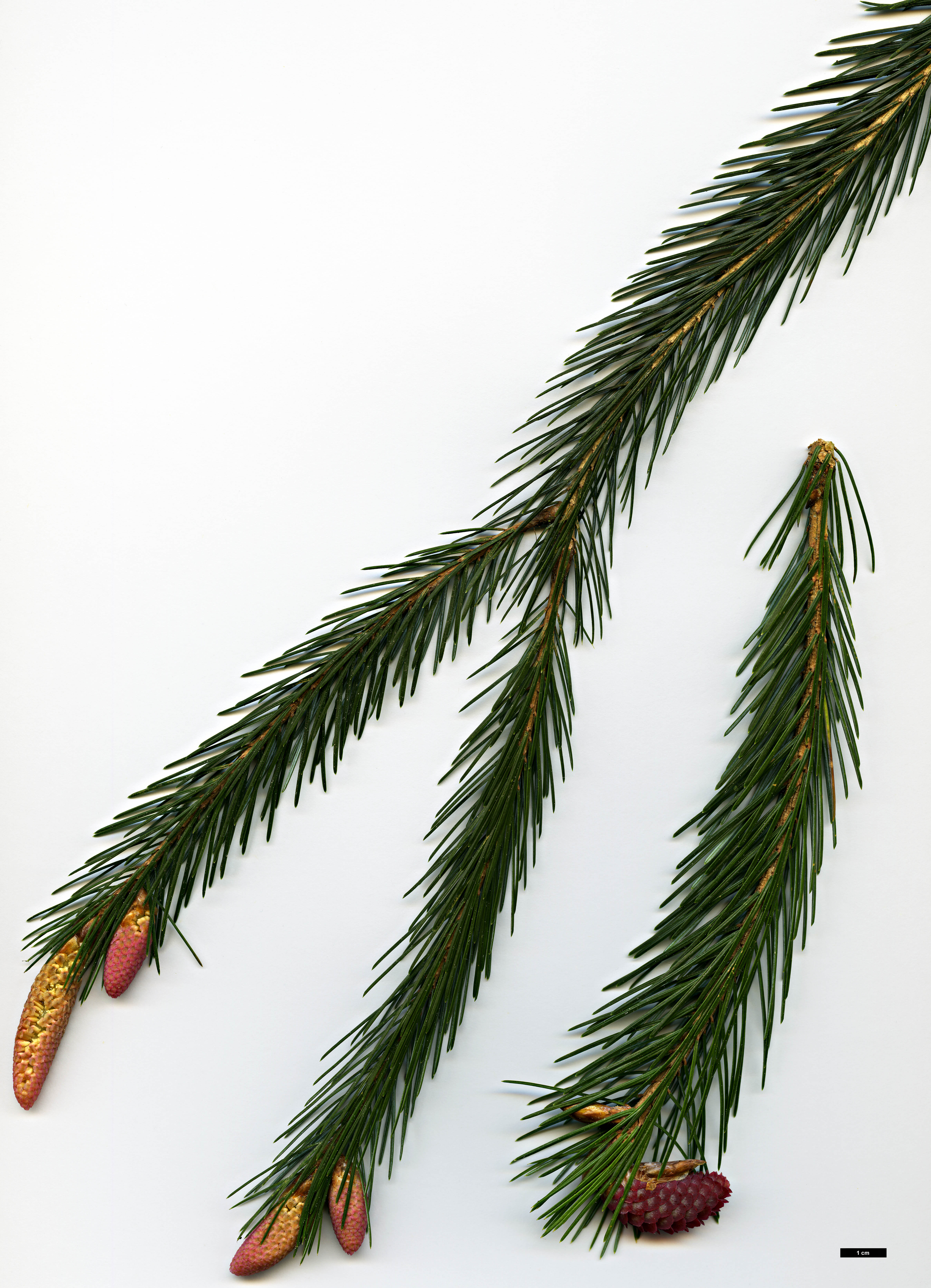 High resolution image: Family: Pinaceae - Genus: Picea - Taxon: spinulosa 